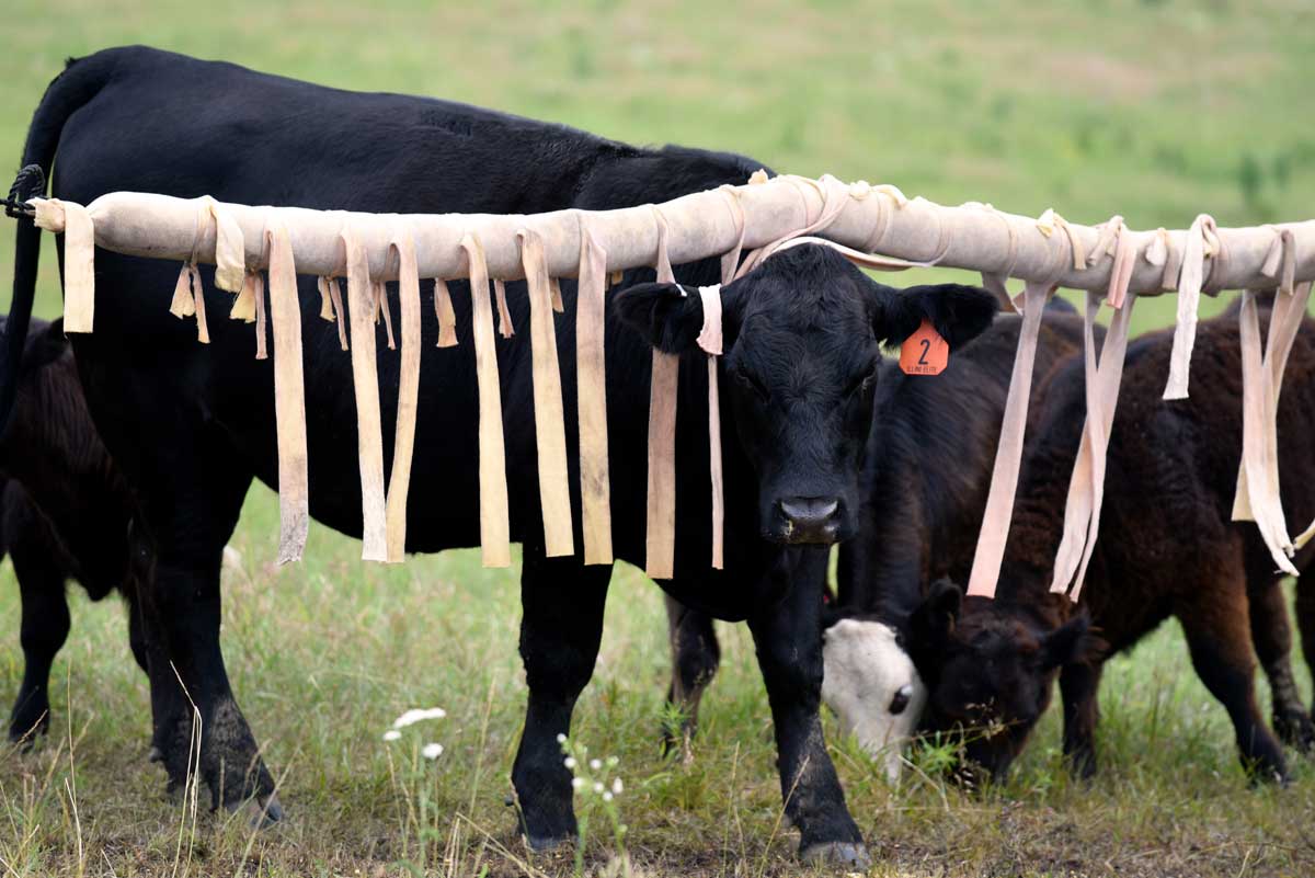 CR05    CATTLE RUB 5'