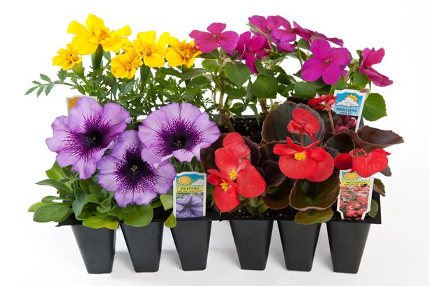 ANNUALS (FLOWERS) 3PK