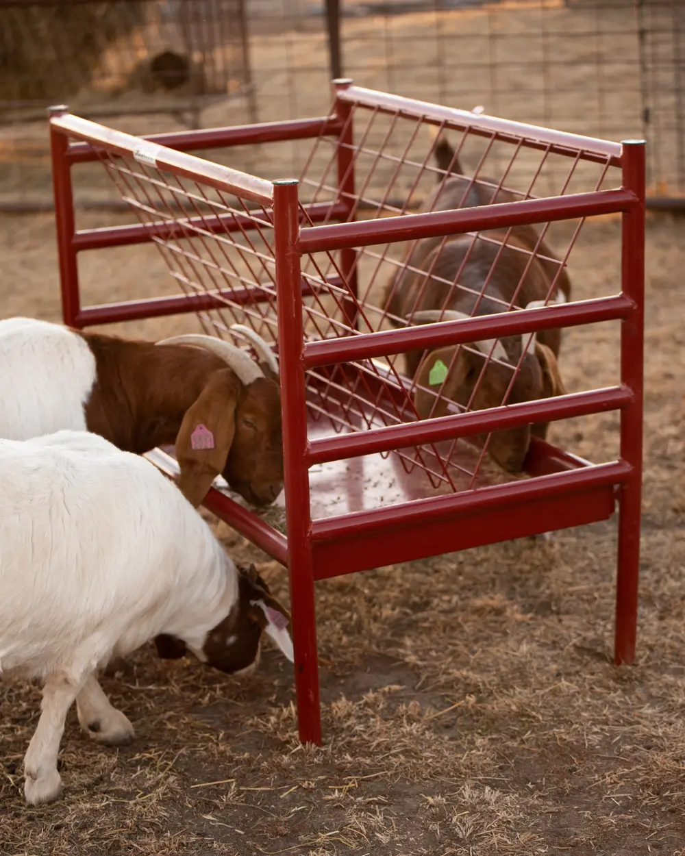 22120051  Sheet/Goat Feeder 4'