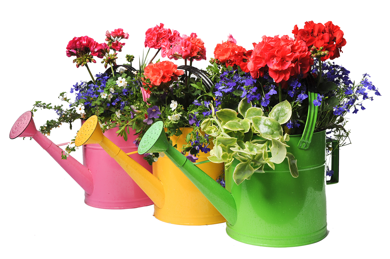 Watering Can/Pail  Planter