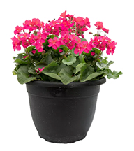 GERANIUM PATIO POT 12"-13"