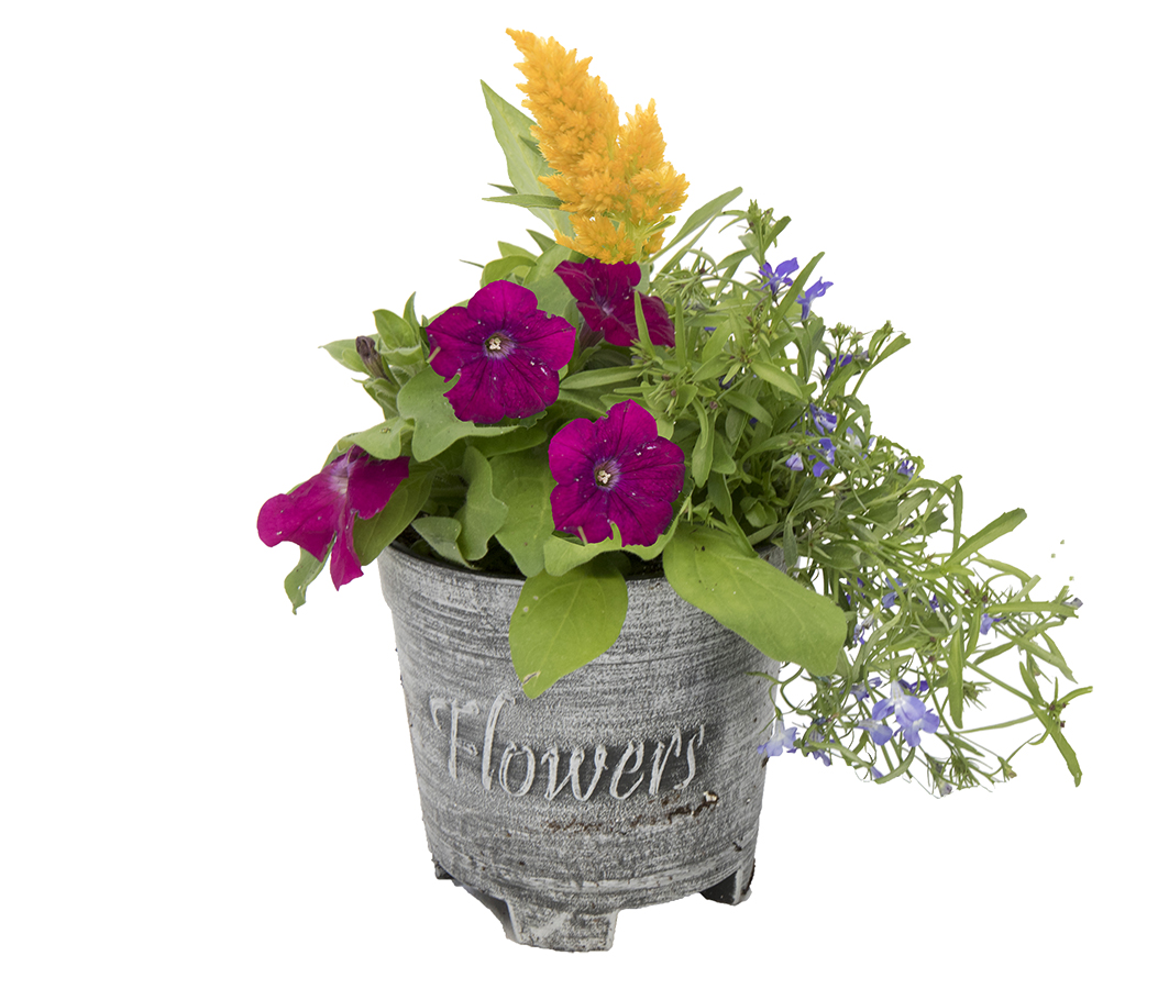 6"  FLOWER POT COMBO