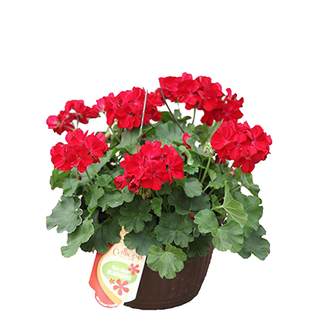 H/BASKET GERANIUM COMBO 12"