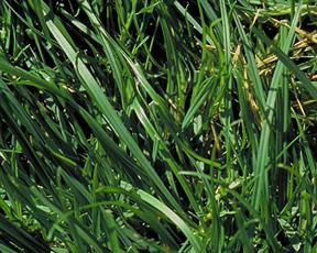 30550   Perennial Ryegrass 50LB